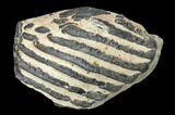 Partial Southern Mammoth Molar - Hungary #149861-4